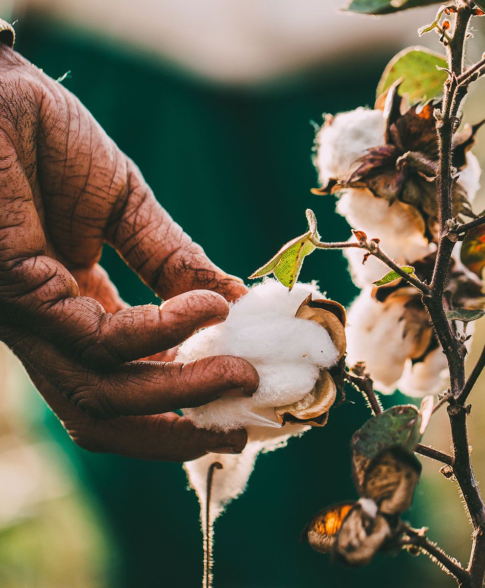 Versatile Cotton Uses