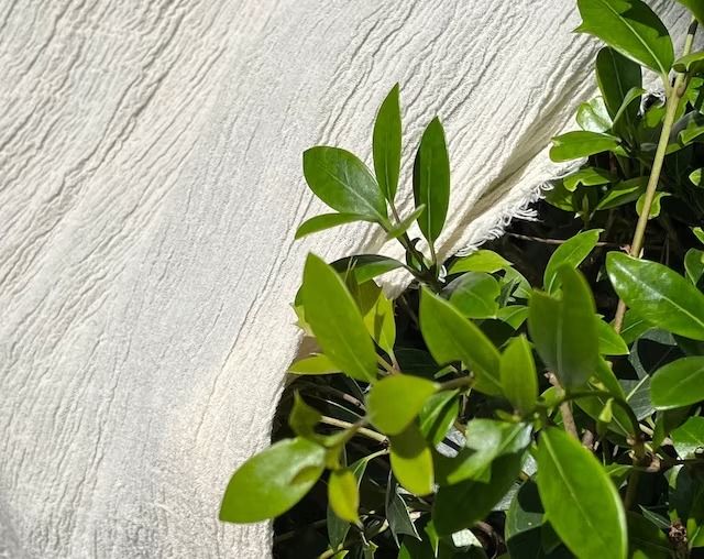 Biodegradable Cotton